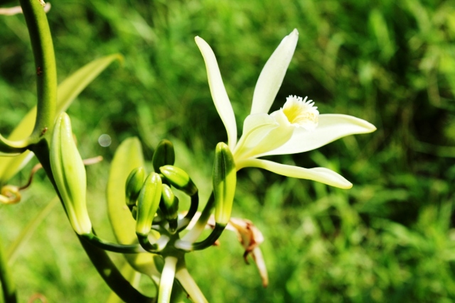 5 Reasons Why You Should Buy Naturally Grown Vanilla